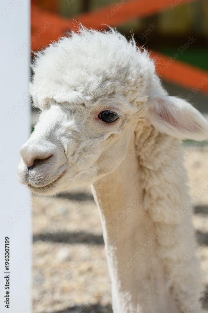 Naklejka premium Close-up of white alpaca face on farm. Petting zoo concept. Llama pacos, Vicuna pacos. Alpacas are raised for wool shearing