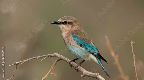 A lilac-breasted roller bird perched on a dry twig, wings shimmering with iridescent colors. Generative AI