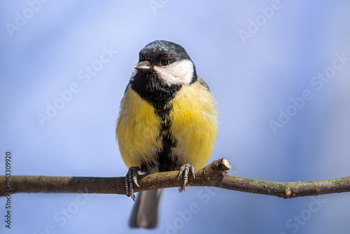 Great tit close up ( Parus major )