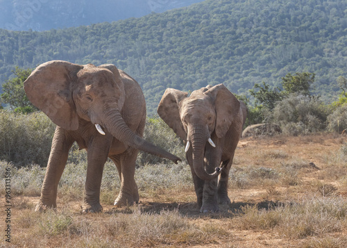 Fotografie two african elephants a juvenile and matriarch who is reaching out with trunk in
