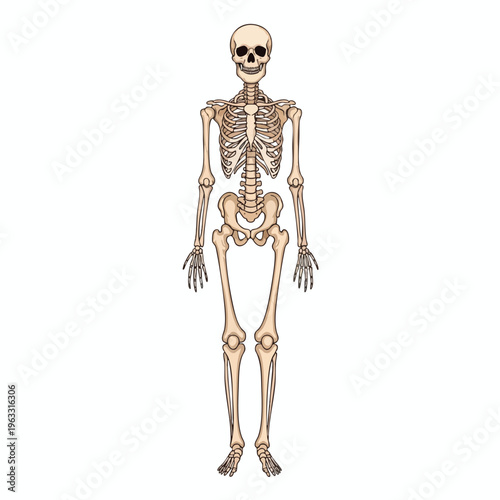 Full human skeleton, standing, isolated on white