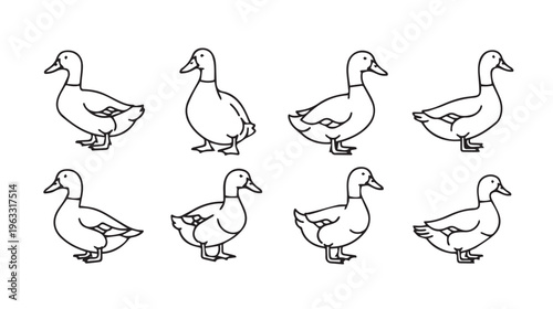 Eight Duck Line Art Illustrations Standing Isolated on White Background