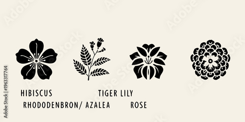 Photos Floral botanical illustrations featuring hibiscus tiger lily rhododendron and ro
