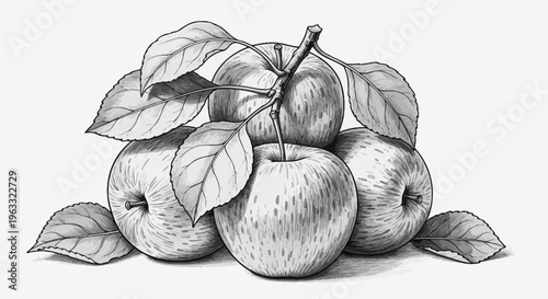 Black and white apples, fruit illustration, vector graphics, monochrome drawing
