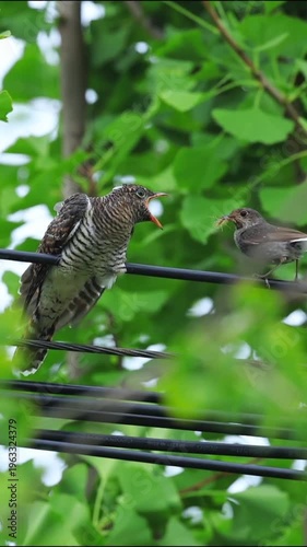 A beautiful spotted cuckoo bird, known for its brood parasitic behavior, is captured in a natural outdoor setting, perched on a power line with another smaller bird, likely its host's chick, showcasin