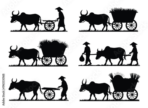 Vietnamese farmers with water buffalo and carts a striking silhouette