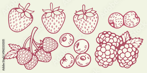 Hand drawn illustration of various red berries including strawberries and raspberries