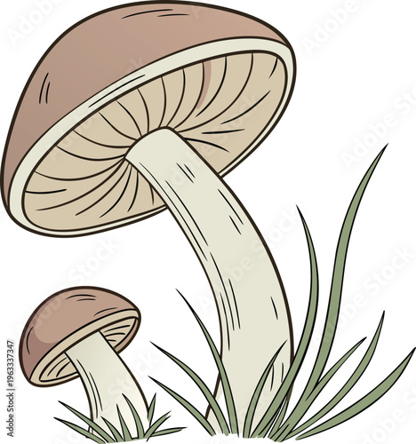 vector illustration of mushrooms