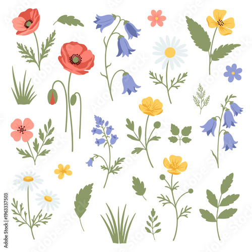 Wild Meadow Flowers and Herbs Illustration