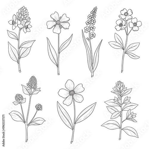 Vertical Stem Wildflower and Grass Sketches