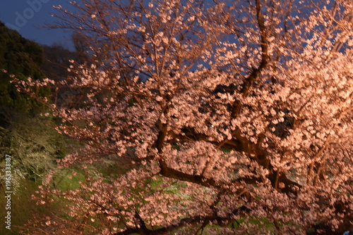 千鳥ヶ淵緑道の夜桜	