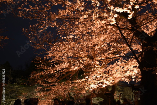千鳥ヶ淵緑道の夜桜