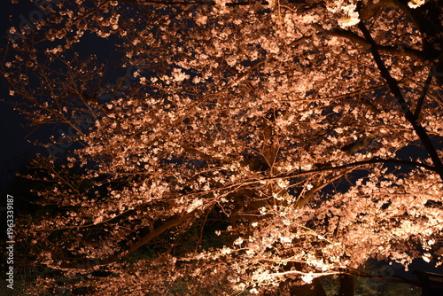 千鳥ヶ淵緑道の夜桜