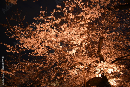 千鳥ヶ淵緑道の夜桜