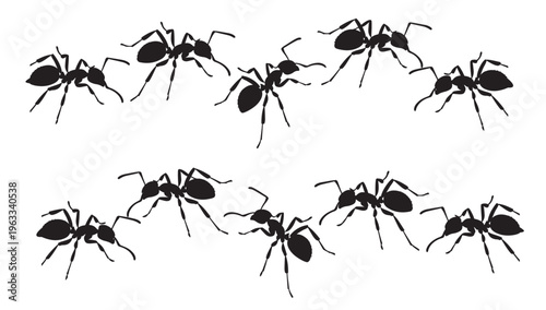 black and white vector silhouette set of ant