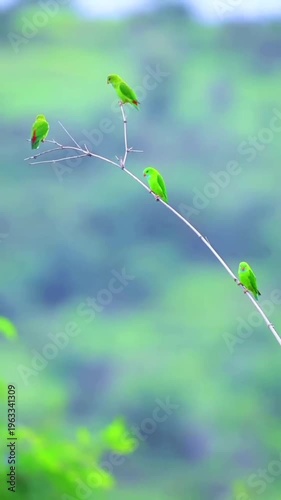 Six vibrant green parrots perch delicately upon a thin dry branch against a softly blurred background of lush green nature suggesting peaceful avian observation.