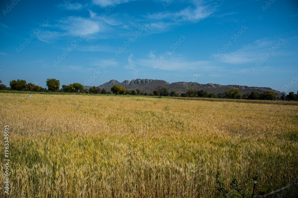 Fototapeta premium Wheat field and countryside scenery