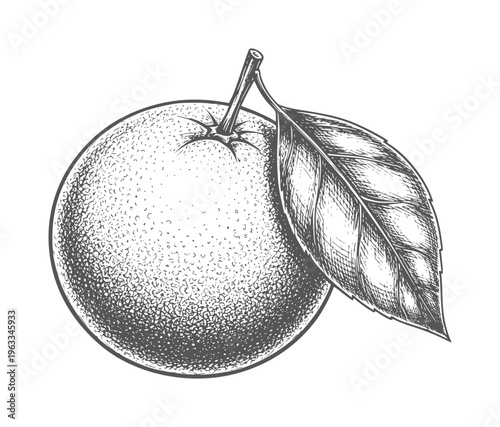 Black and white etching of an orange with leaf attached fruit citrus stem