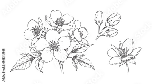 Black and white hand drawn floral with buds and leaves flowers petals stems