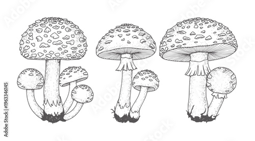 Black and white line of fly agaric mushrooms in various growth stages flyagaric lineart
