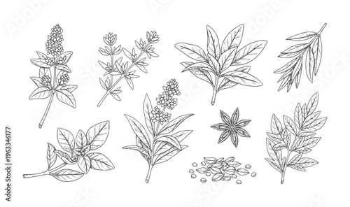 Black and white line of various herb and spice leaves and seeds herbs spices