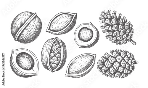 Black and white of various nuts and pinecones acorn almond hazelnut