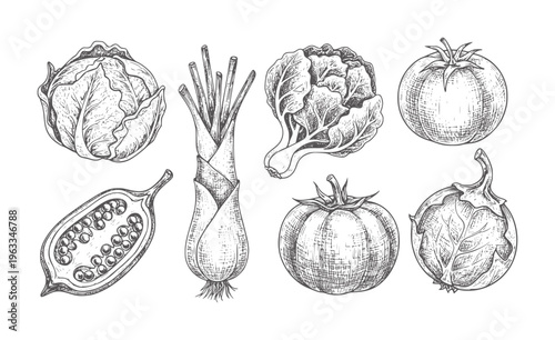 Monochrome hand drawn of various fresh vegetables in style cabbage onion tomato