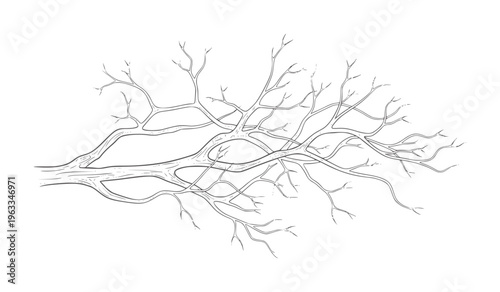 Photos Monochrome of branching dendrites or rootlike structures black white branches