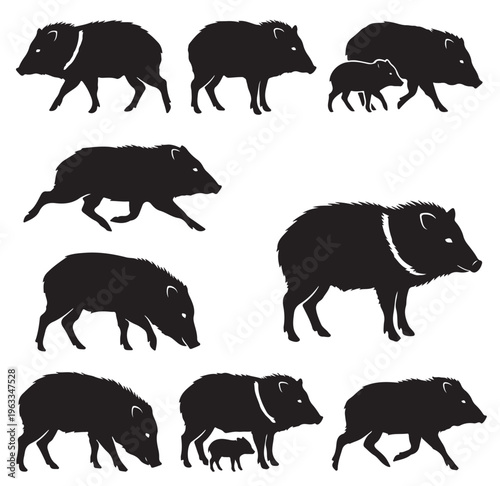 black and white vector silhouette set of Peccary