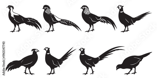 black and white vector silhouette set of Pheasant animal