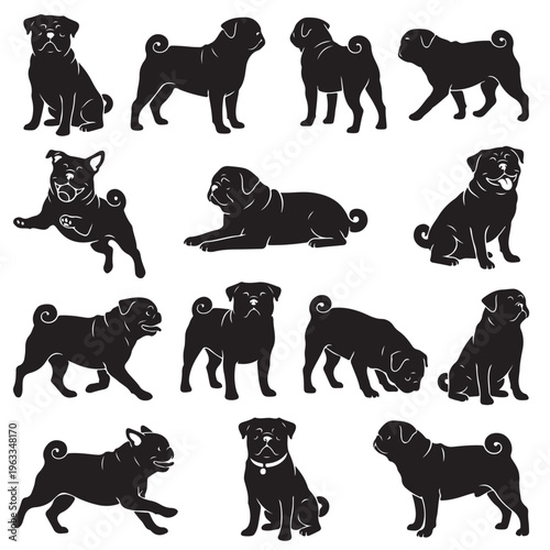 black and white vector silhouette set of Pug dog