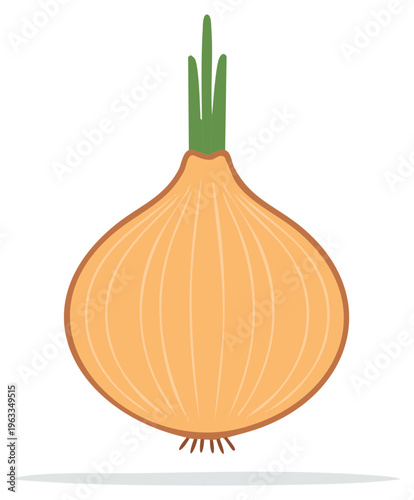 Golden onion bulb with green stalks freshly harvested from the garden