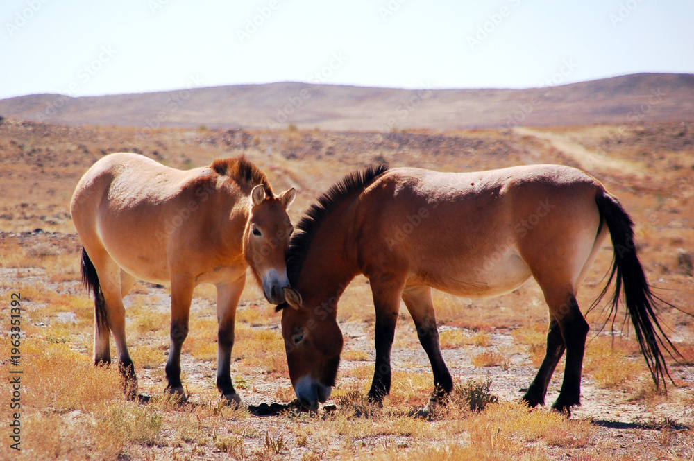 Fototapeta premium Przewalski’s horses standing in desert grassland, Xinjiang, China