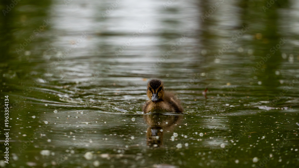 Fototapeta premium Mallard Duckling Swimming with Reflection on Water, Guadalajara, Spain
