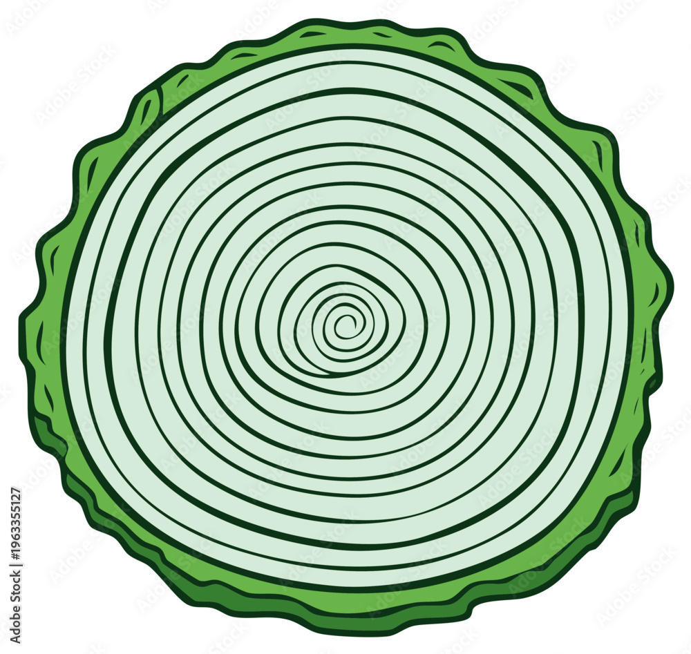 Fototapeta premium Top view of sliced cabbage with concentric rings and green outer leaves graphic illustration