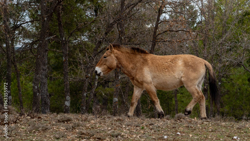 Fotografie Przewalski’s Horse Walking Through Pine Forest in Alto Tajo Natural Park, Spain
