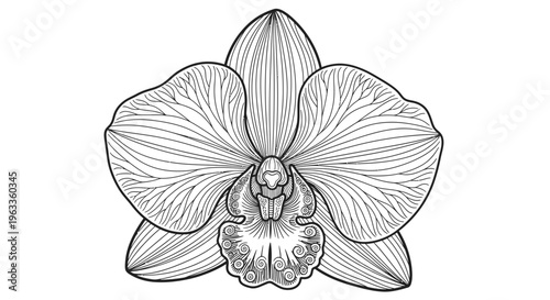 Detailed illustration of an orchid flower.