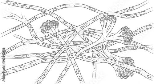 Detailed illustration of nerve fibers.