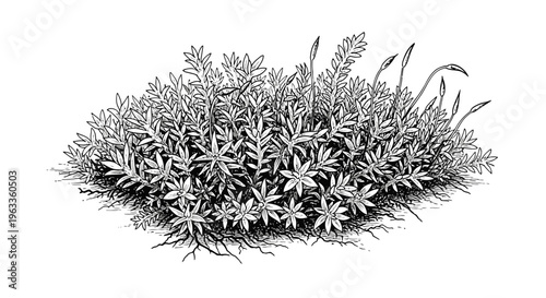 Detailed illustration of flowering bush.