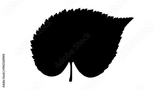 Silhouette of a single leaf with serrated edges on a white background