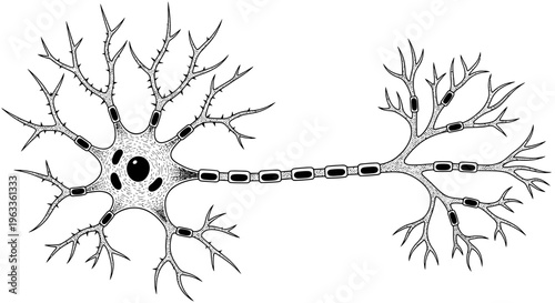 Neuron cell with dendrites and axon.