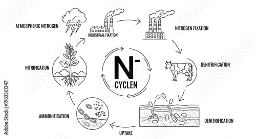 Nitrogen Cycle Diagram Illustration.
