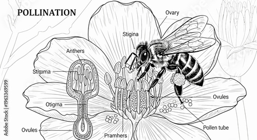 Bee on a flower pollinating.