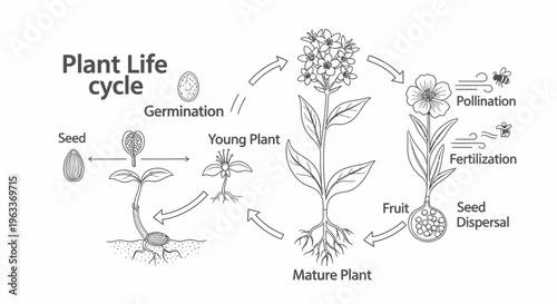 The Life Cycle Of A Plant.
