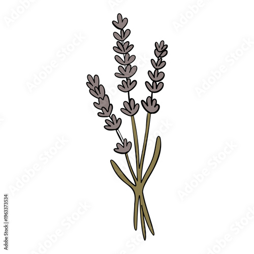 Lavender Herb Branch Botanical Minimal Vector Illustration
