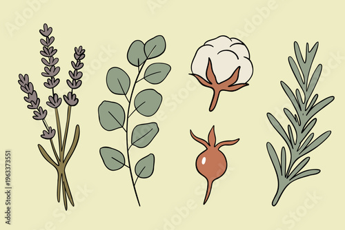 Herbs and Plants Collection with Lavender Rosemary and Leaves Botanical Vector Set