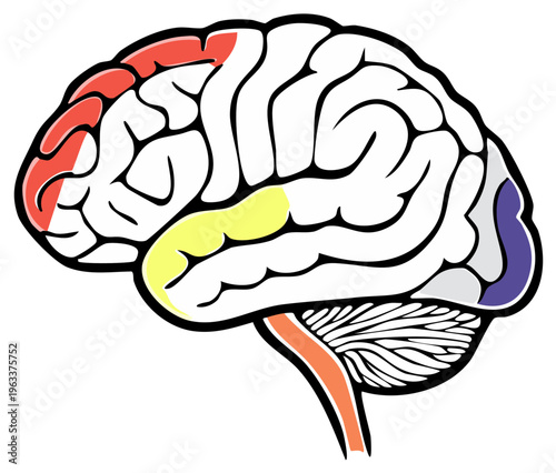 Detailed illustration of the human brain highlighting different lobes and cerebellum in vibrant colors