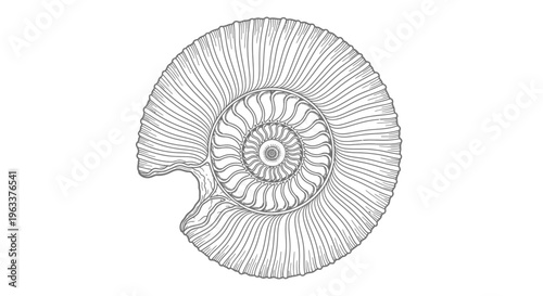 Detailed Ammonite Fossil Shell Structure.