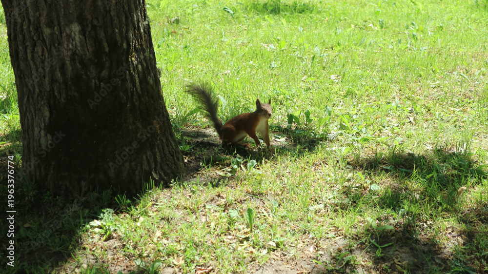 Fototapeta premium Red Squirrel Standing by Tree in Sunlit Grass