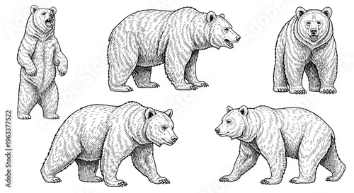 Set of Hand Drawn Grizzly Bear Illustrations in Various Poses